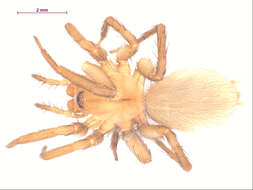 Cicurina simplex Simon 1886 resmi