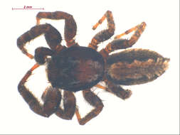 Image of Platycryptus californicus (Peckham & Peckham 1888)