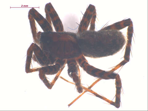 Image of Pardosa dorsalis Banks 1894