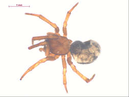 Image of Enoplognatha thoracica (Hahn 1833)