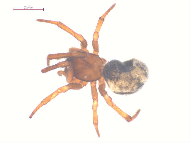 Image of Enoplognatha thoracica (Hahn 1833)