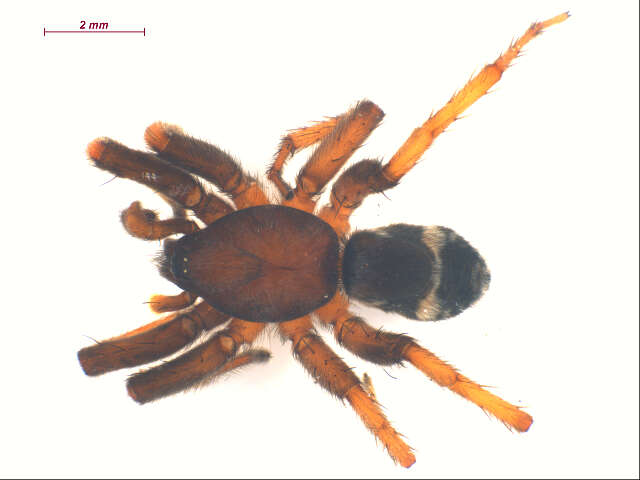 Image of Sergiolus montanus (Emerton 1890)