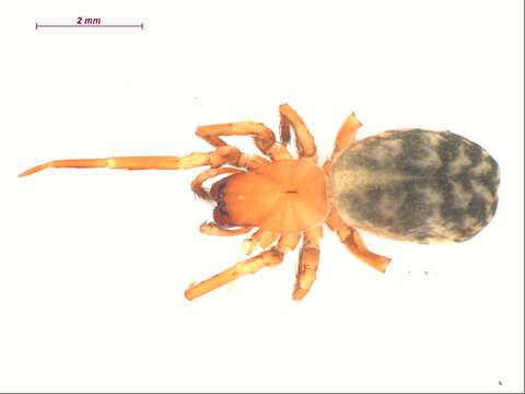 Image of Pimus fractus (Chamberlin 1920)