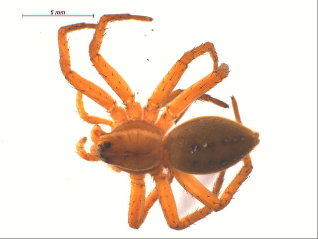 Image of Six-spotted Fishing Spider