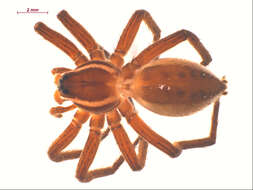 Image of Six-spotted Fishing Spider