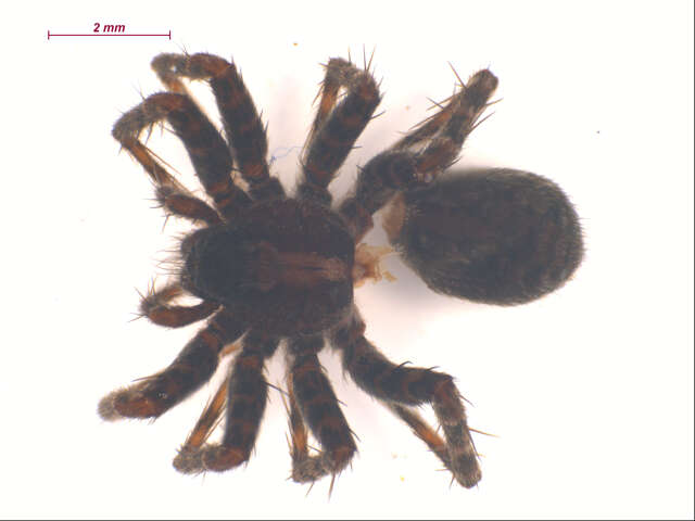 Image of Pardosa dorsalis Banks 1894