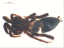 Image of Zelotes pseustes Chamberlin 1922