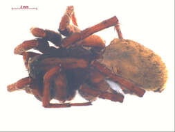 Image of Alopecosa kochi (Keyserling 1877)