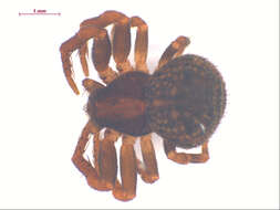 Image of Ozyptila conspurcata Thorell 1877