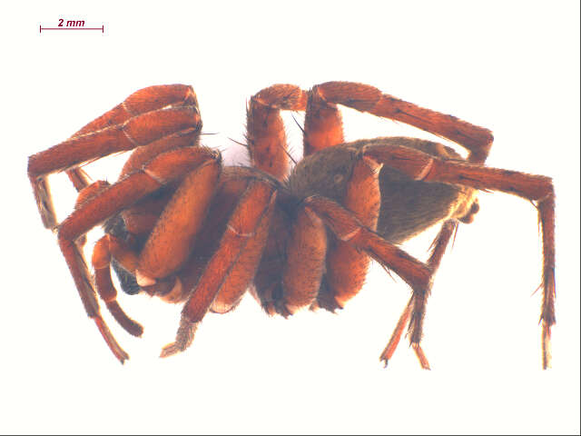 Image of Gladicosa gulosa (Walckenaer 1837)