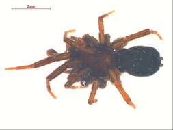 Image of Zelotes puritanus Chamberlin 1922