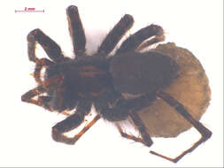 Image of Pardosa bucklei Kronestedt 1975