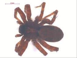 صورة Pardosa dorsuncata Lowrie & Dondale 1981