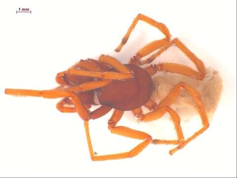 Image of Woodlouse spider