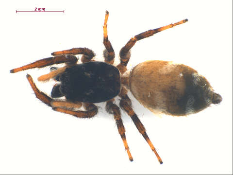 Image of Zebra spider