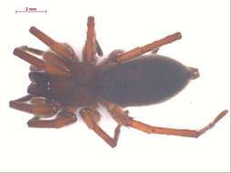 Image of Orodrassus