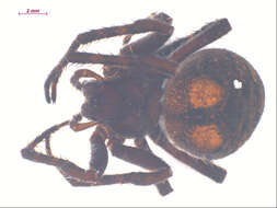 Image of Araneus saevus (L. Koch 1872)