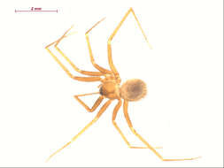 Image of Pholcophora americana Banks 1896