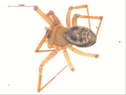 Image of Tenuiphantes zibus (Zorsch 1937)