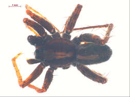 Image of Pardosa ontariensis Gertsch 1933