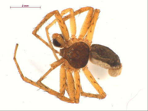 Image of Philodromus dispar Walckenaer 1826