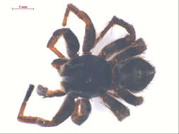 Image of Habronattus sansoni (Emerton 1915)