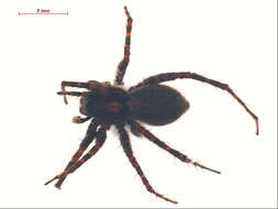 Image of Pardosa bucklei Kronestedt 1975