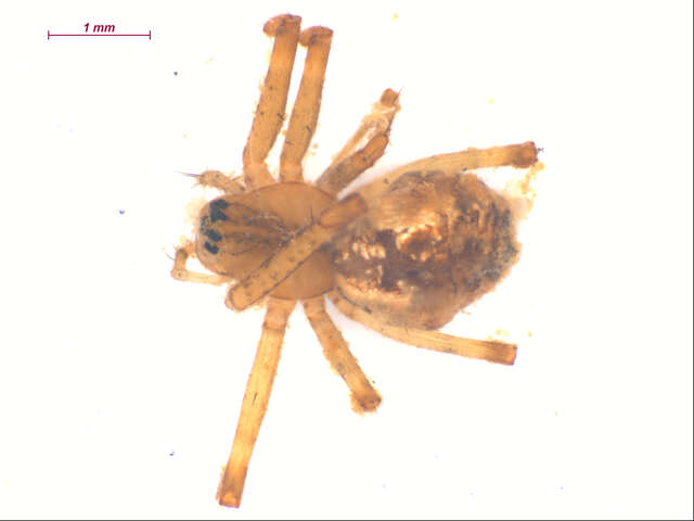 Plancia ëd Pityohyphantes alticeps Chamberlin & Ivie 1943