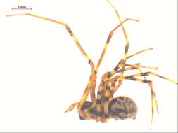 Image of Pimoa altioculata (Keyserling 1886)