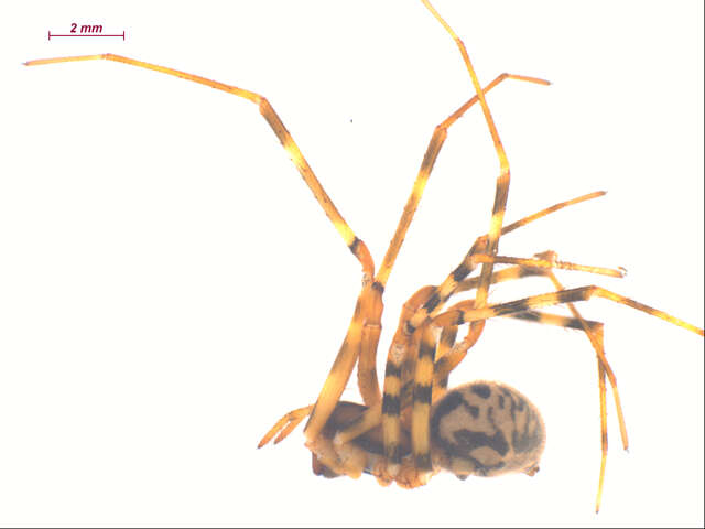 Image de Pimoidae