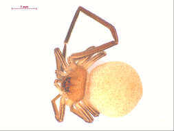 Image of Ebo evansae Sauer & Platnick 1972