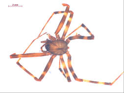 Image of pimoid spiders