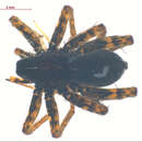 Image of Pardosa altamontis Chamberlin & Ivie 1946