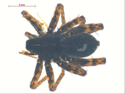 Image of Pardosa altamontis Chamberlin & Ivie 1946