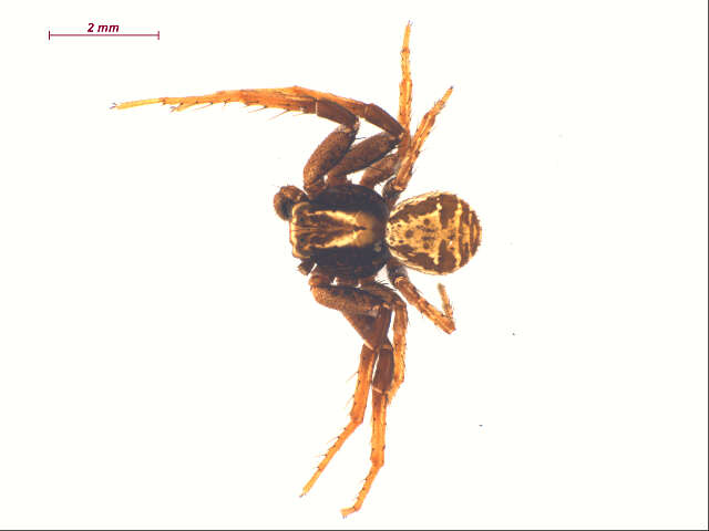 Image of common crab spider