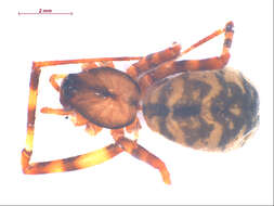 Image de Pimoidae