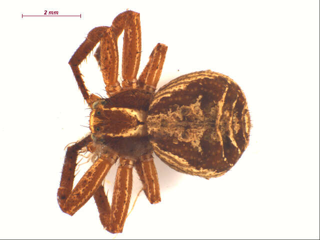 Image of common crab spider