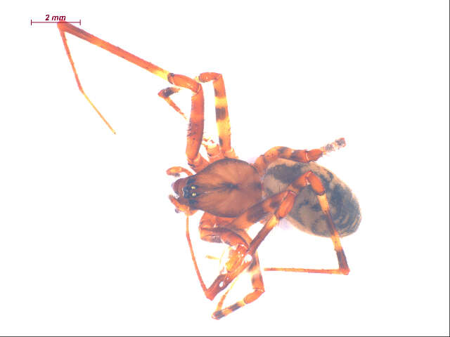 Image de Pimoidae