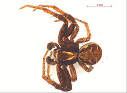 Image of common crab spider