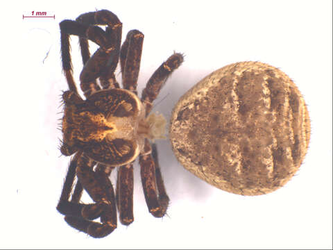 Image of Xysticus benefactor Keyserling 1880