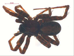 صورة Pardosa dorsuncata Lowrie & Dondale 1981