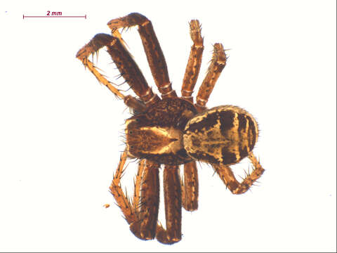 Image of common crab spider