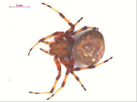 Image of Angulate & Roundshouldered Orbweaver