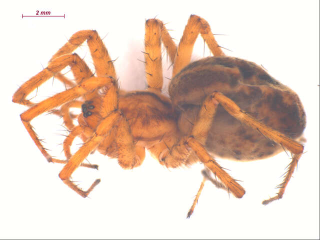 Image of Utah Funnel-web Spider
