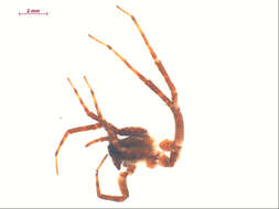 صورة Pardosa dorsuncata Lowrie & Dondale 1981