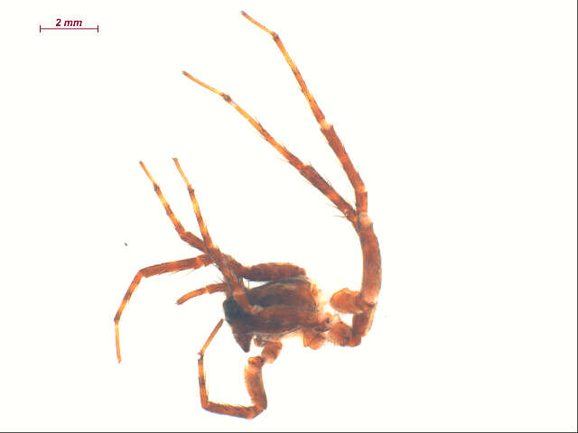 صورة Pardosa dorsuncata Lowrie & Dondale 1981