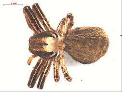 Image of Xysticus gulosus Keyserling 1880