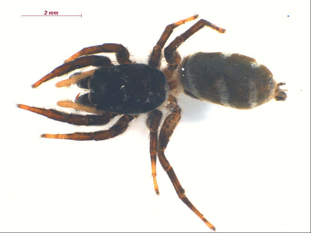 Image of Zebra spider