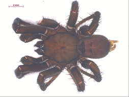 Image of Foldingdoor Spider