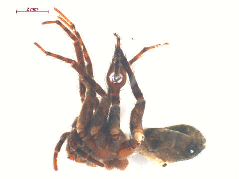 صورة Pardosa dorsuncata Lowrie & Dondale 1981